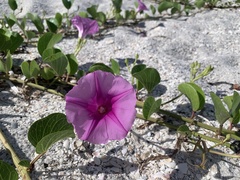Ipomoea pes-caprae