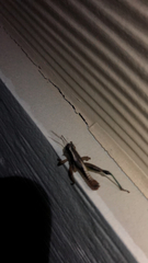 Phaedrotettix