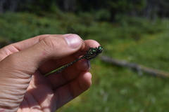 Somatochlora albicincta