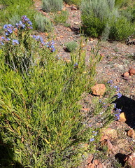 Lobostemon fruticosus