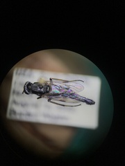 Ozodiceromyia