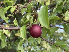 Prunus spinosa