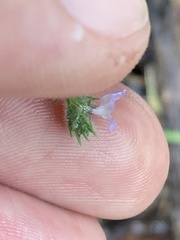 Verbenaceae