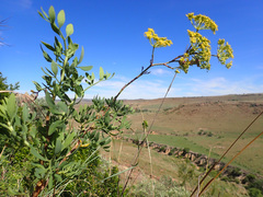 Notobubon laevigatum