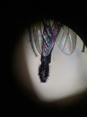 Ozodiceromyia