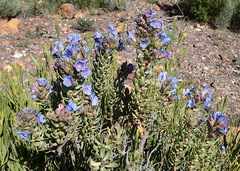 Lobostemon fruticosus