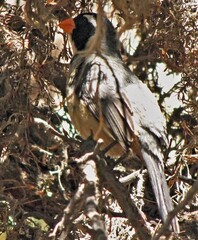 Saltator aurantiirostris