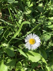 Bellis perennis