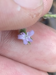 Verbenaceae