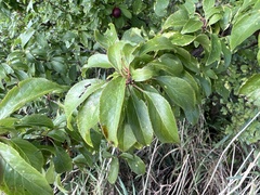 Prunus spinosa