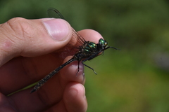Somatochlora albicincta