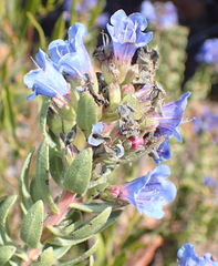 Lobostemon fruticosus