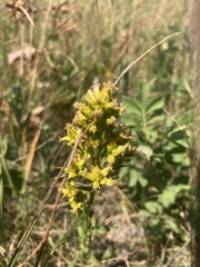 Solidago