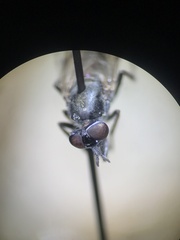 Ozodiceromyia