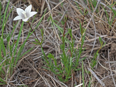 Wahlenbergia stellarioides