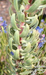Lobostemon fruticosus