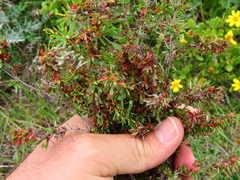Limonium equisetinum