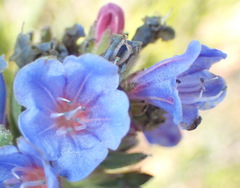 Lobostemon fruticosus