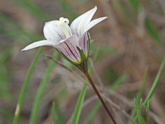 Wahlenbergia stellarioides