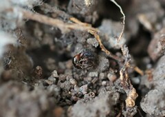 Rhytidoponera victoriae