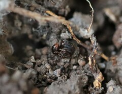 Rhytidoponera victoriae