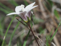 Wahlenbergia stellarioides