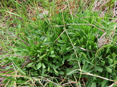 Limonium equisetinum