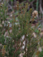 Calytrix flavescens