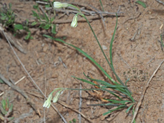 Tulbaghia galpinii