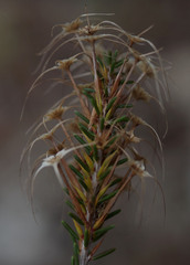 Calytrix flavescens