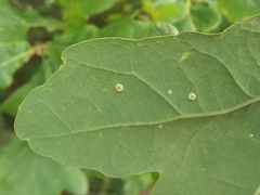 Neuroterus quercusbaccarum