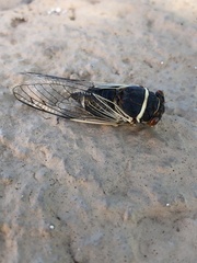 Diceroprocta apache
