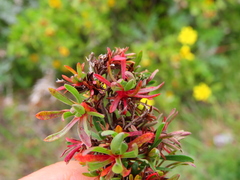 Limonium equisetinum