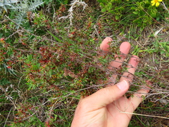Limonium equisetinum