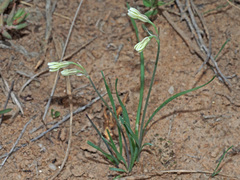 Tulbaghia galpinii