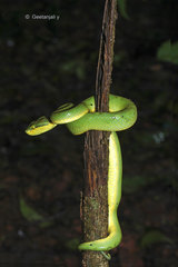 Craspedocephalus gramineus