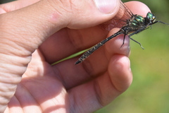 Somatochlora albicincta
