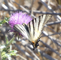 Iphiclides podalirius