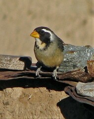 Saltator aurantiirostris