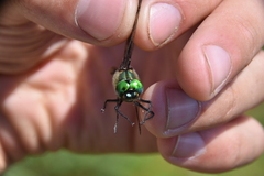 Somatochlora albicincta