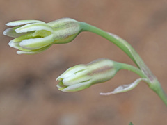 Tulbaghia galpinii