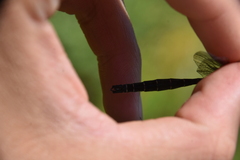 Somatochlora albicincta