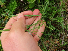 Limonium equisetinum