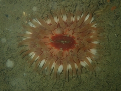 Urticina felina