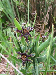 Ferraria crispa