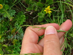 Limonium equisetinum
