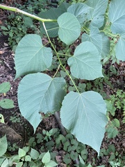 Morus rubra