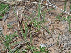 Cyperus rupestris