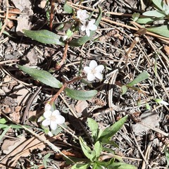 Claytonia rosea