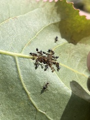 Formicidae